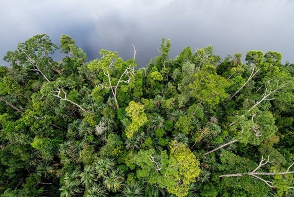 Understanding Environmental Journalism through Mongabay